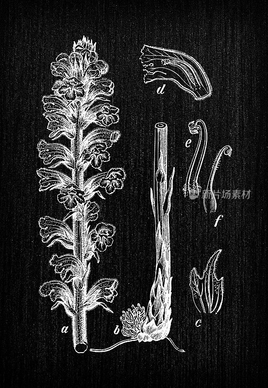 植物学植物古董雕刻插图:Orobanche crenata(豆帚菜花)